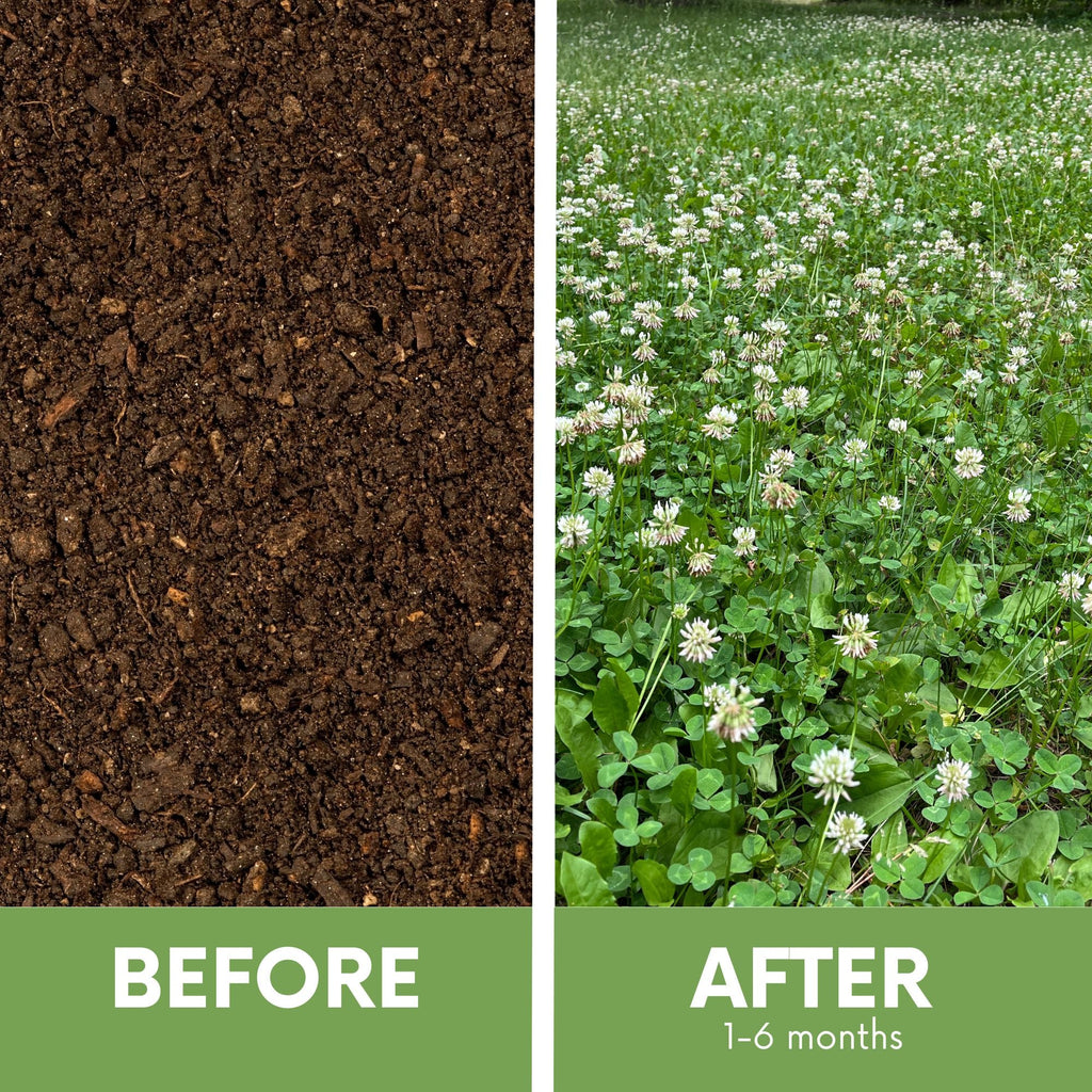 Dutch White Clover + Mow Less Grass Seed