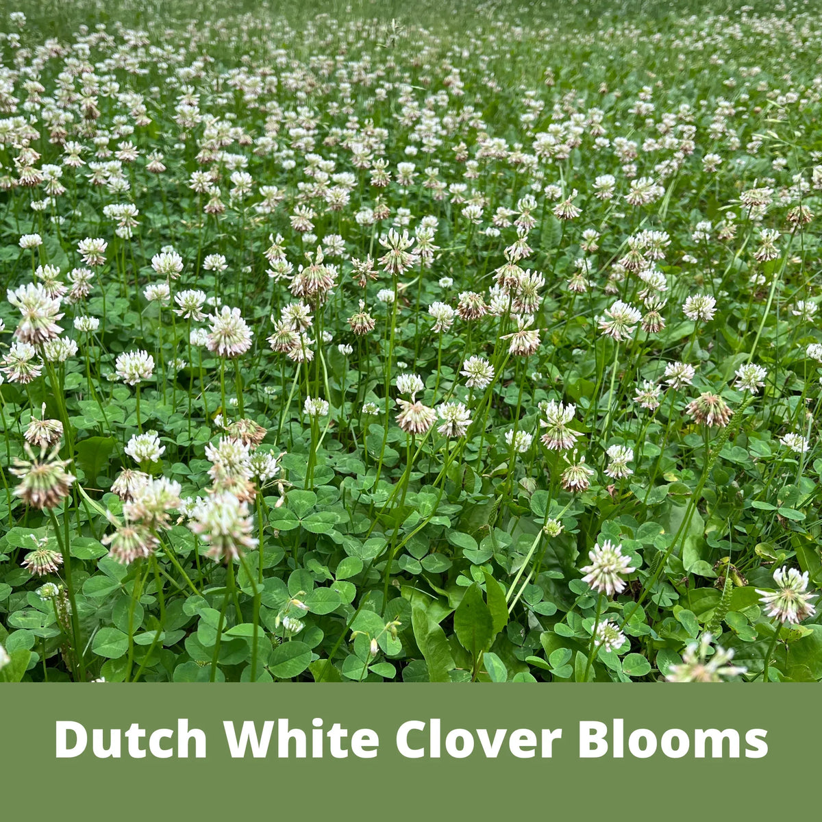 Dutch White Clover Seed