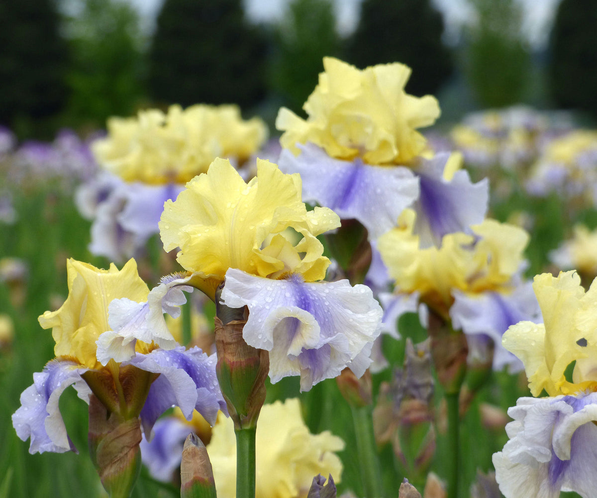 Easter Candy Bi-Color Yellow and Blue Iris Quart Pot Live Perennial Garden Plant