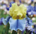 Easter Candy Bi-Color Yellow and Blue Iris Quart Pot Live Perennial Garden Plant