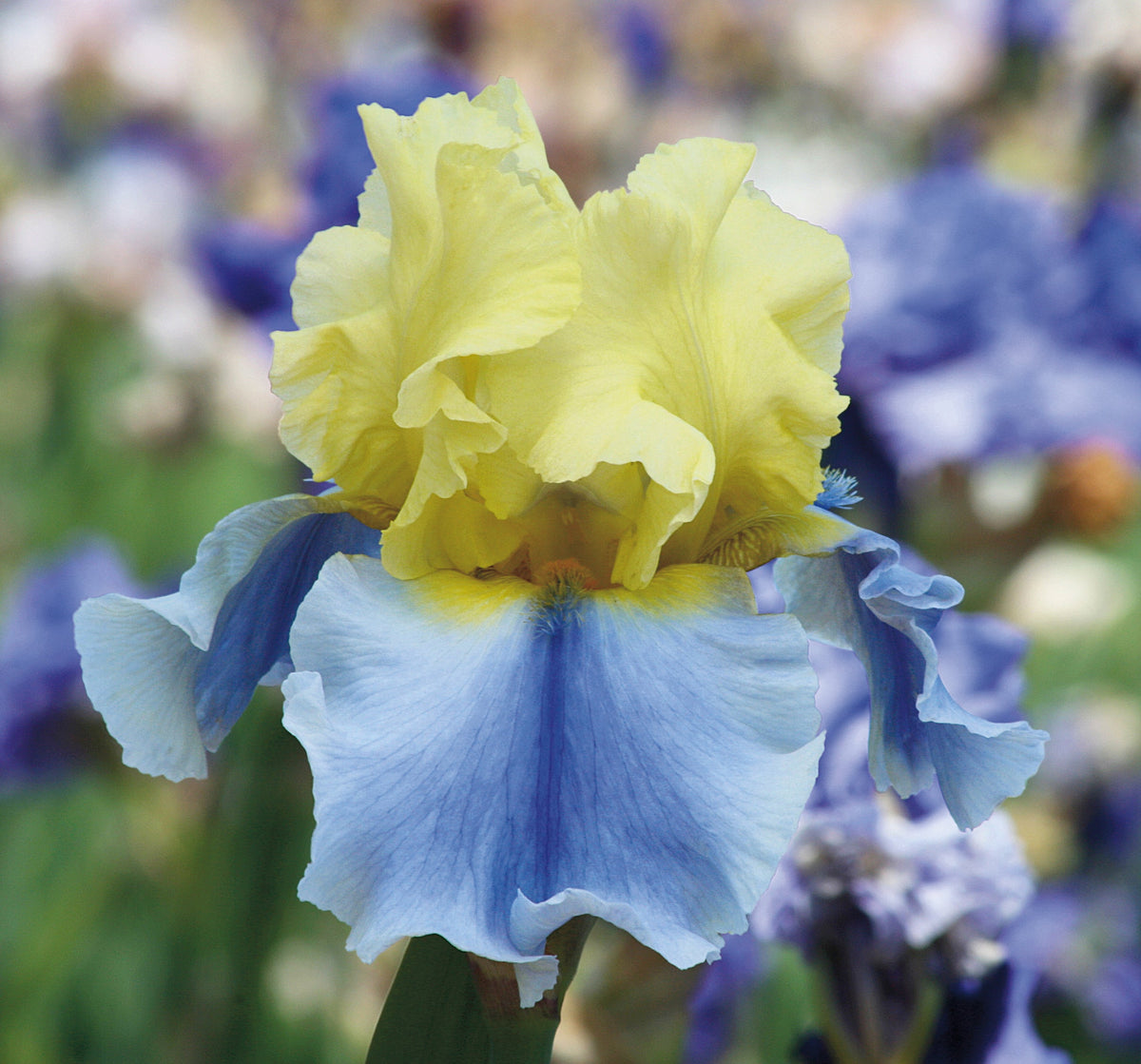 Easter Candy Bi-Color Yellow and Blue Iris Quart Pot Live Perennial Garden Plant