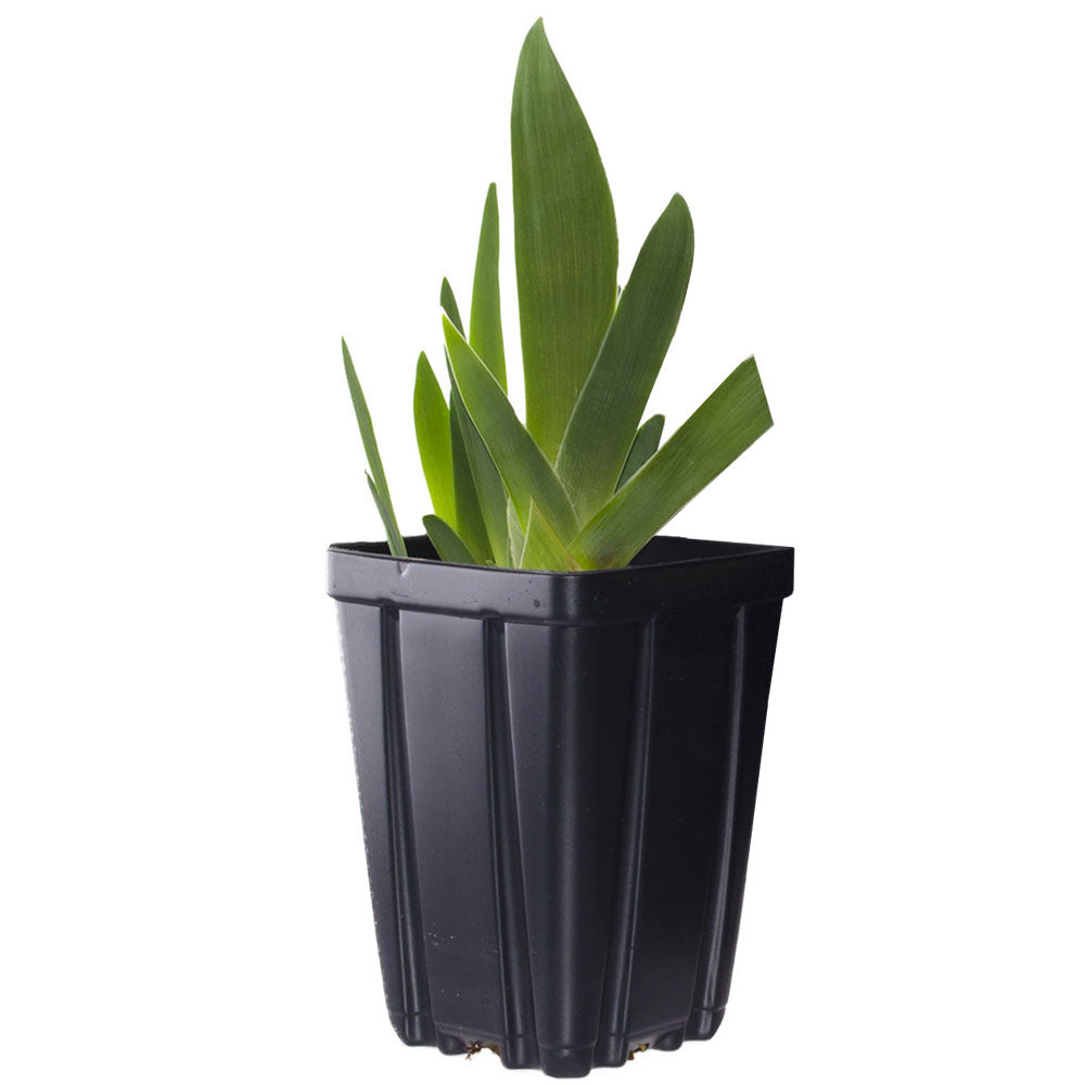 Easter Candy Bi-Color Yellow and Blue Iris Quart Pot Live Perennial Garden Plant