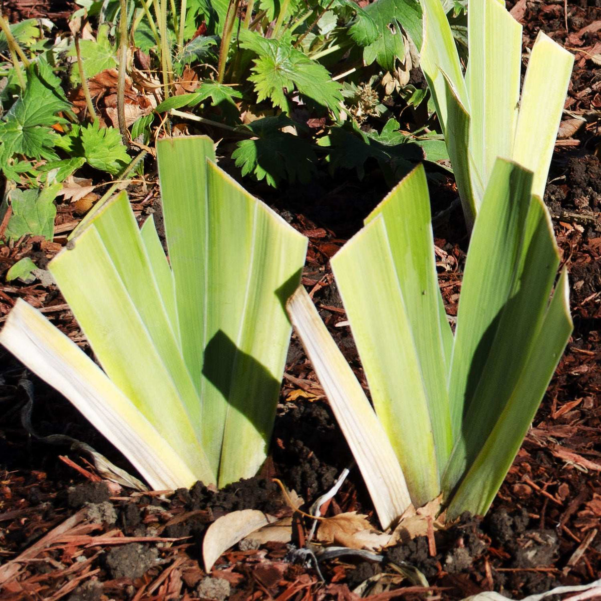 Easter Candy Bi-Color Yellow and Blue Iris Quart Pot Live Perennial Garden Plant