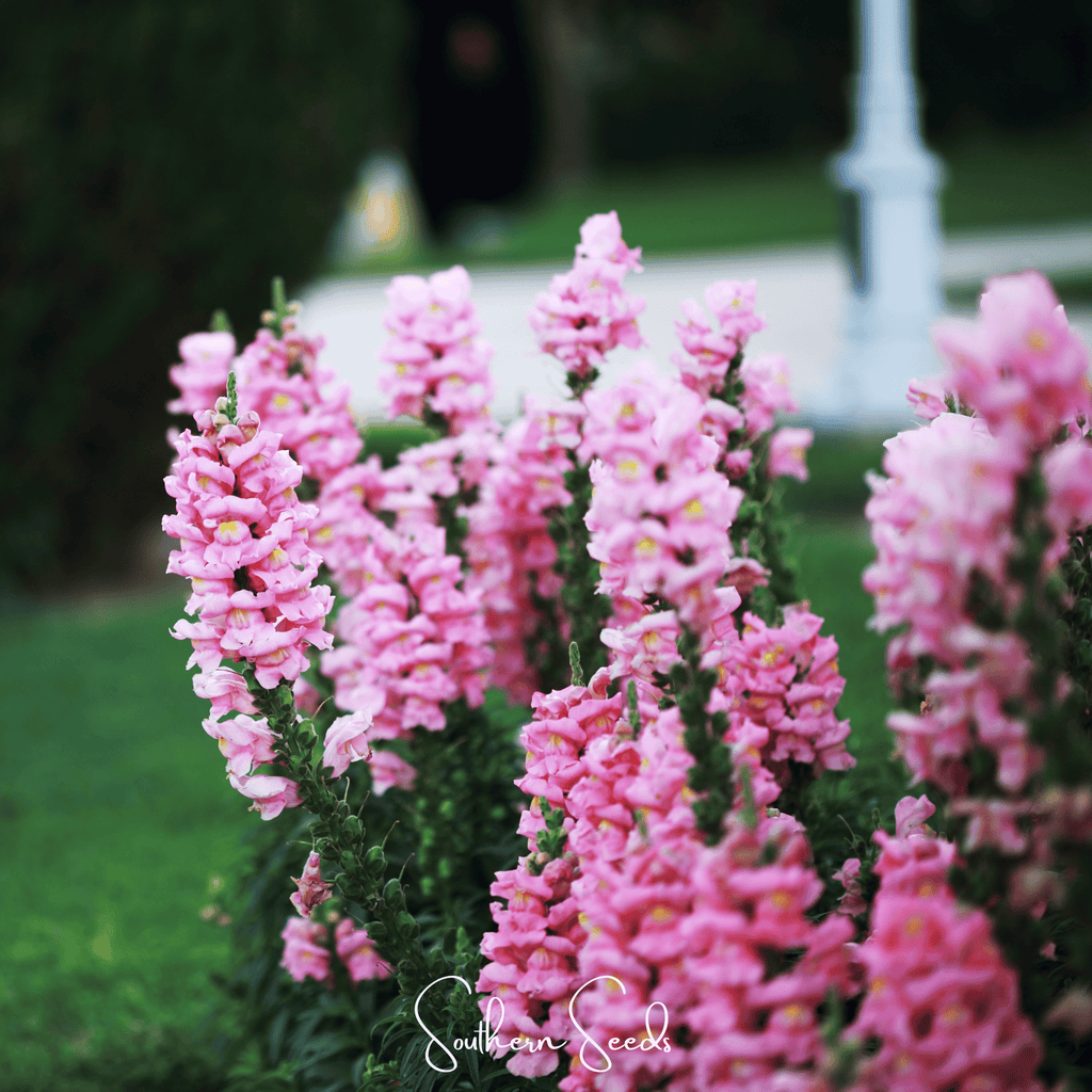 Pixie Patch Seed Collection – 10 Enchanted Varieties